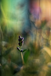 0M3A0705.jpg