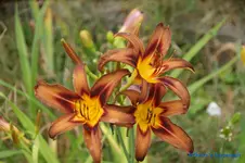 comp_DSC08075.webp