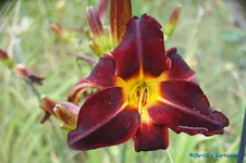 comp_DSC08078.webp