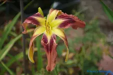 comp_DSC08081.webp