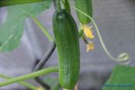 comp_DSC08087.jpg