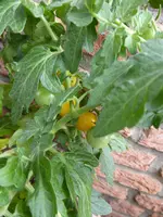 P1130520Yellow Canary.webp