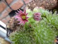 P1130521Hauswurz.webp
