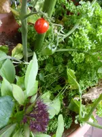 P1130523Rote chinesische Coctailtomate.webp