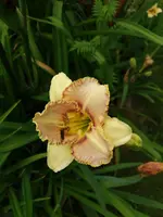 20190714_114250.jpg