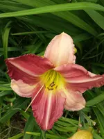 20190714_114229.webp