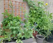 2019-07-14-12-32-57.webp