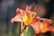 image003.webp