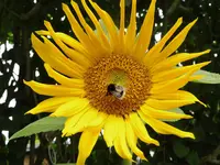 P1020838.webp