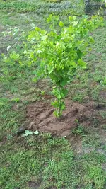 Gingko orig.webp