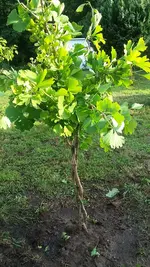 Gingko neu.webp
