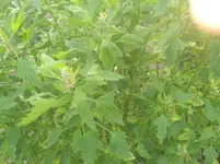 IMG_20190715_172607.webp