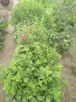 IMG_20190715_172637.webp