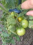 IMG_20190715_172651.jpg