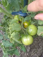 IMG_20190715_172651.webp