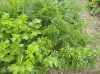 IMG_20190715_172906.webp