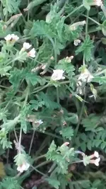 unkraut1.webp
