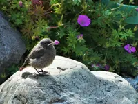 DSCF2535 (2).webp
