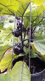 20190716_061909.webp