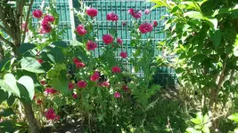 Mohn1.webp