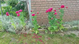 mohn2.webp