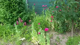 mohn3.webp