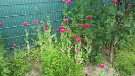 mohn4.webp