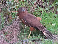 IMG_5731 v - Copy.JPG