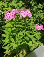 20190717_114012_resized.webp