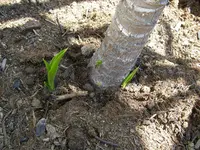 Palmentrib (4).webp