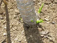 Palmentrib (5).webp