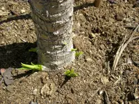 Palmentrib (6).webp