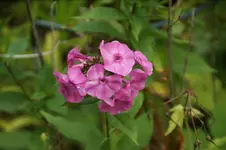 DSC08088.webp