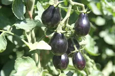 IMG_3335.JPG