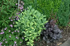Sedum1518.webp