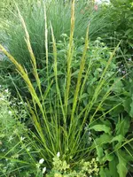 DSCF2495.webp