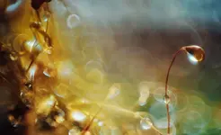 0M3A0774.webp