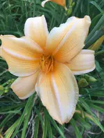 k-2019-07-18_20-16-43_IMG_5700.webp