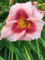 k-2019-07-18_20-16-56_IMG_5701.webp