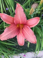 k-2019-07-18_20-17-37_IMG_5704.webp
