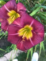 k-2019-07-18_20-17-46_IMG_5705.webp