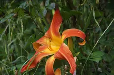 DSC08098.webp