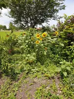 20190718_124147_resized.jpg