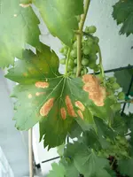 IMG_20190719_080918.webp