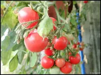 c006.webp