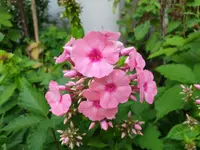 20190719_201806_resized.webp