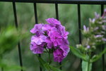 Phlox  1319.JPG