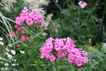 Phlox  1419.JPG