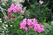 Phlox  1419.webp