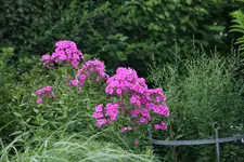 Phlox  1519.webp